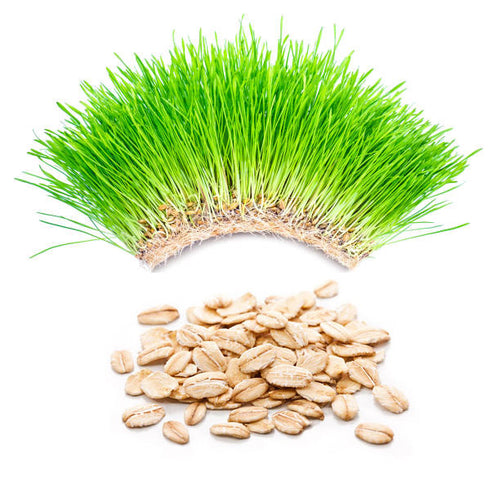 Daily Fuel Ingredients – Thread Performance